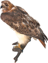 ES Hawk Newsletter